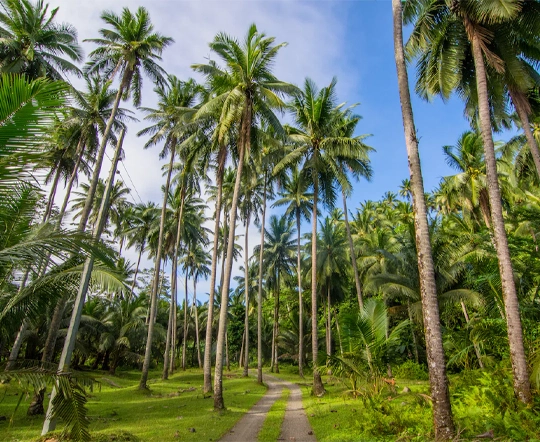 Sustainable Coconut Plantation in Kerala
